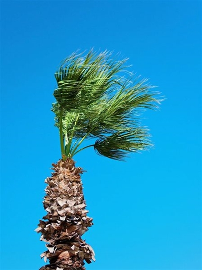 Damaging winds forecast in parts of Western Cape