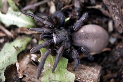 World's oldest known spider dies in Australia 