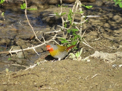 Bird sightings intrigue local birders