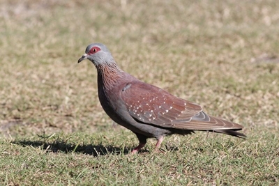 Duif Newcastle-siekte in Oudtshoorn