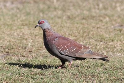 Duif Newcastle-siekte in Oudtshoorn