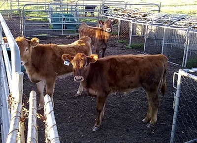 Nuwe projek vir kleinboere