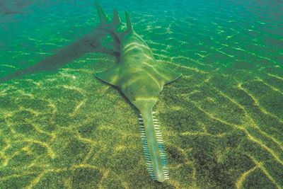 Who saw this fish?