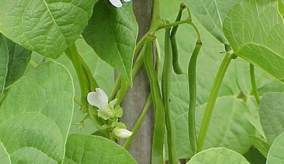 Getting the best out of beans