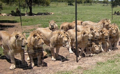 Ban on new captive lion facilities draws criticism and praise