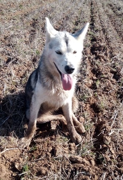Hond soek sy eienaar