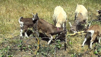 A sturdy breed: some Toggenburg basics