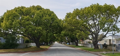 Tree management policy, committee for George