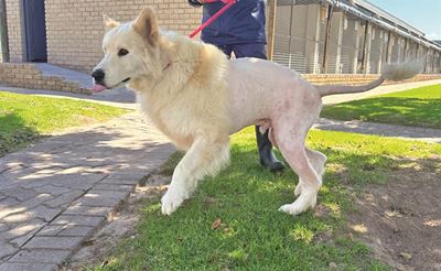 All sorts for adoption at SPCA