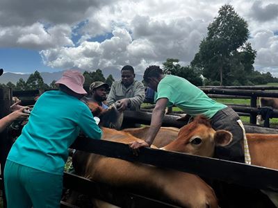 Vaccine urgency as FMD spreads