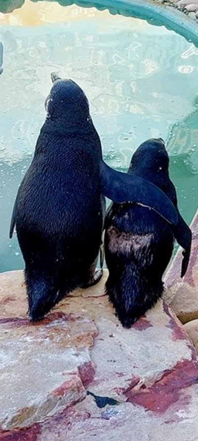 Backman, the penquin who was afraid of water