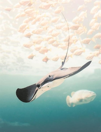Duckbill stingrays steal the show
