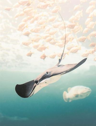 Duckbill stingrays steal the show