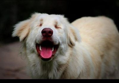 Support animals in need through Sentiara's first fund-raiser