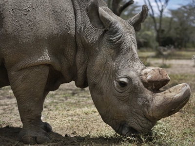 Last male northern white rhino dies