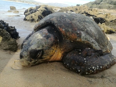 Loggerhead turtle rescued in Witsand