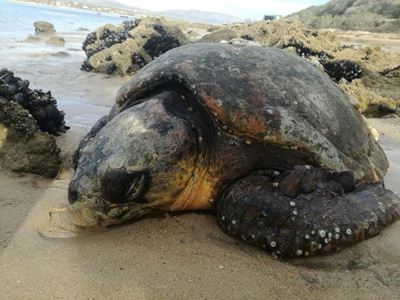 Loggerhead turtle rescued in Witsand