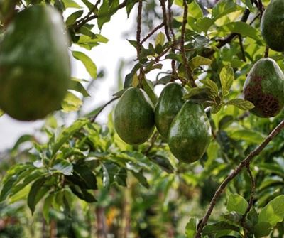 Avocado production: How a trellising system can optimise yield