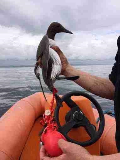 Balloons endanger marine animals