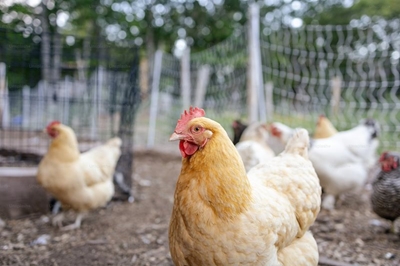 Agriculture Department to compensate local farm for poultry losses