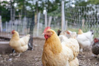Agriculture Department to compensate local farm for poultry losses