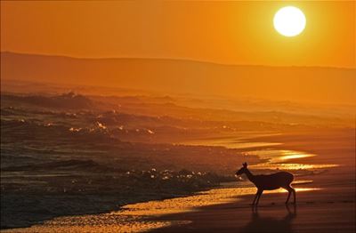Love on the beach, antelope in the shallows
