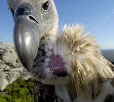 Cape Vultures and their economic contribution value