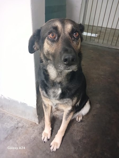 Adopt Cindy at the SPCA
