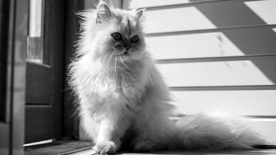 Woord van die week: Kat