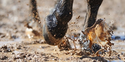 Endurance ride in March