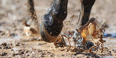 Endurance ride in March