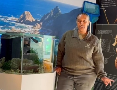 Knysna seahorses on display at SANParks during Oyster Festival