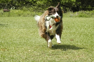 My adolescent dog forgot all he learned, what is that all about?