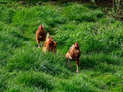Easing of lockdown reignites fears over ‘chicken dumping’