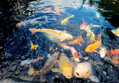 Stunning koi fish on show at Garden Route Mall this weekend 