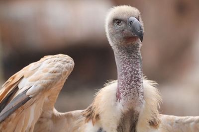 Cape vulture spotted outside Cradock