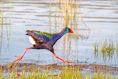 Get to know our wetlands