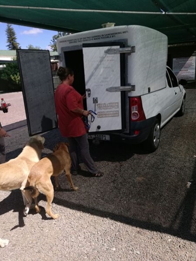 2 verdwaalde honde in sakekern