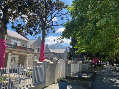 Pink Trees for Pauline: George businesses rally for local cancer support