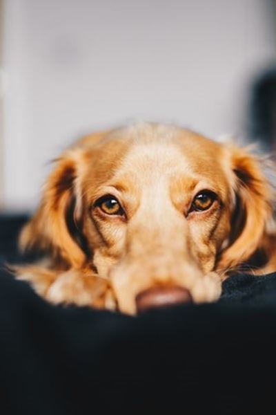 Tips for pets over the holiday