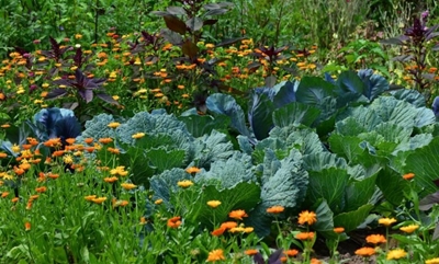 The ABC of winter veggies 