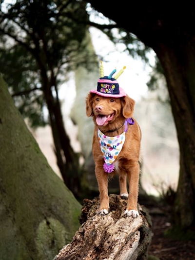Support SPCA birthday effort