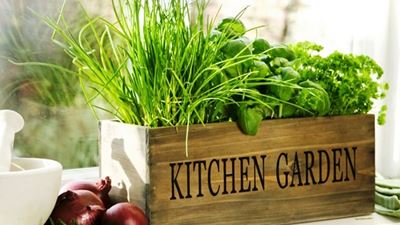 10 easy-to-grow herbs
