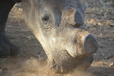 Three poachers caught after they killed four Kruger rhinos