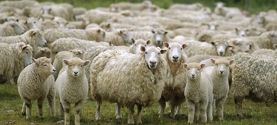 Sheep adapt readily to a drone – US study