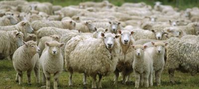 Sheep adapt readily to a drone – US study