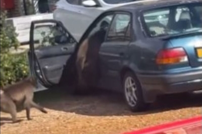  Bliksem! Baboons can open car doors