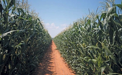 El Niño forecast may mean better maize prices