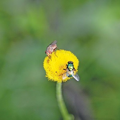 Insects: know your friends from your foes