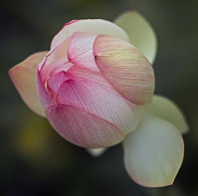 George Camera club meets twice a month